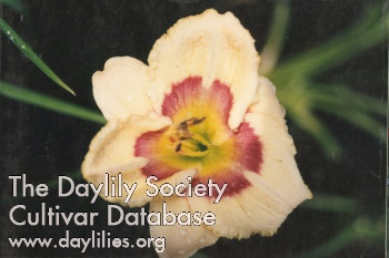 Daylily Winter Masquerade